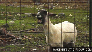 On February 23rd of this year a video was uploaded of goats who's screams sounded surprisingly like human. Cue an internet explosion of music video's featuring goat screams (especially a certain Taylor Swift song).