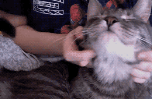 Okay, internet cats are not a new thing, but 2013 has been a great year for them. Long live the internet cat.