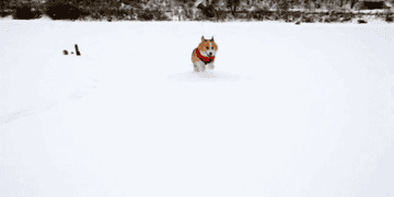15 Dogs Playing With Snow For The First Time