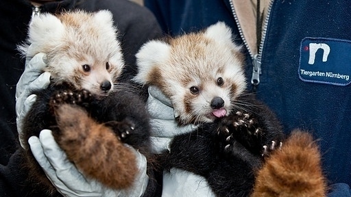 These two adorable balls of fur were born in Nuremberg in July. They had a combined weight of 1.5 kilos when this photo was taken in December. Zookeepers hope this pair's genes are far removed from their escape-artist friend in DC, Rusty!