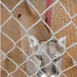 Follow him on Vine: @BigCatDerekwww.carerescuetexas.com