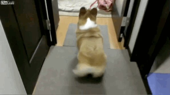 This corgi!