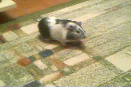 Twerk little piggy, twerk!