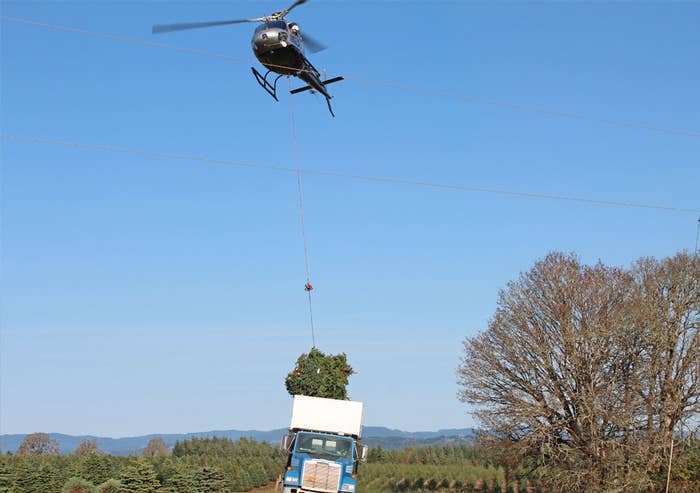 Harvesting Christmas trees by helicopter - Vertical Mag