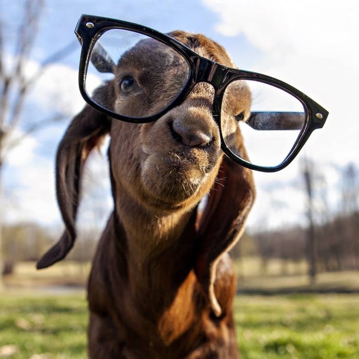 Goats are possibly the original hipsters. Seriously, goats were into coffee way before it was mainstream.