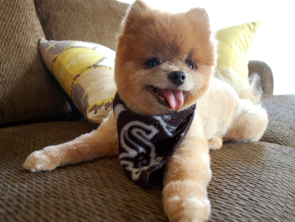 White Sox Fan.