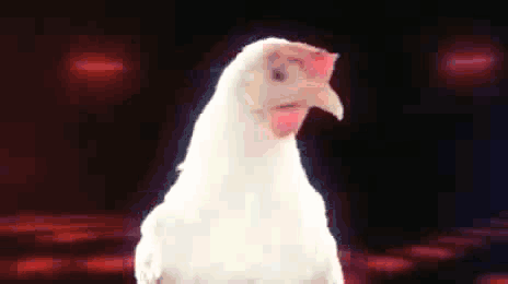 You’re chicken if you aren’t taking a chance on this major.