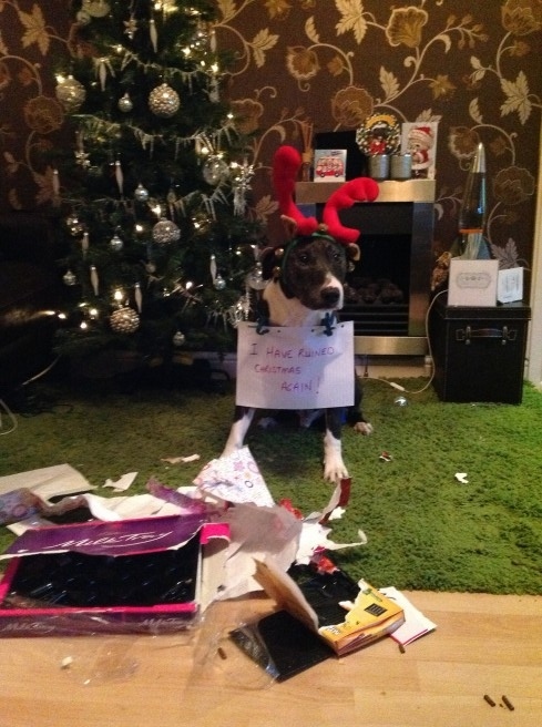 "I have ruined Christmas. Again!"