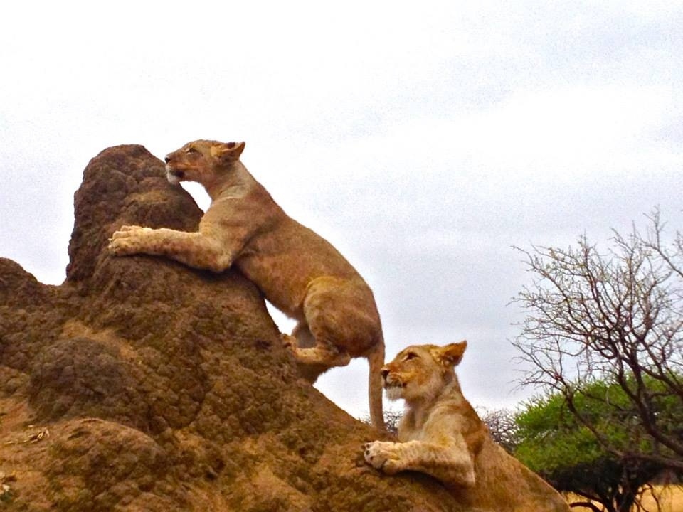 They are being cared for at Moholoholo.