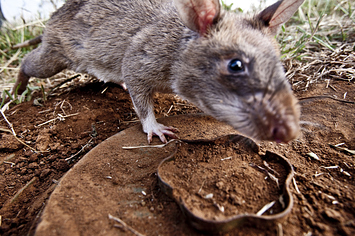 Meet The Landmine-Hunting Giant Rats Of Mozambique