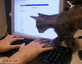 Oh you have a paper due? Big report coming up for work? That is not important, pay attention to me.