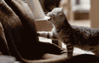 I know this GIF seems cute, but it is not cute when the sleeping person is you.