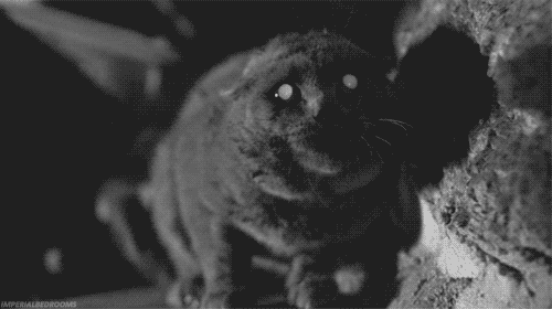 The cat you are foolishly considering is most likely evil. Most are.