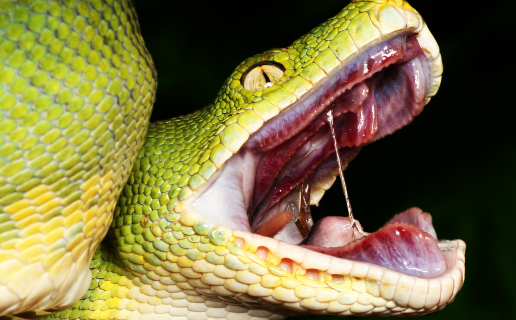 Terrifying Facts About Snakes That Will Give You Nightmares