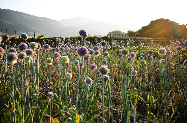 Leeks have a beautiful purple flower.