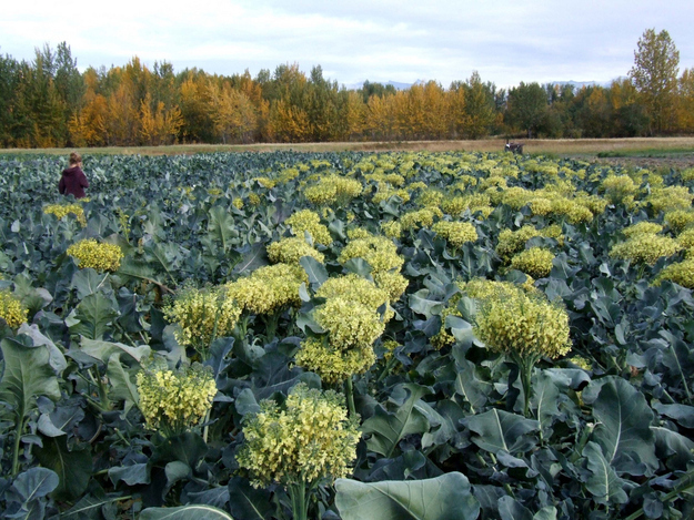 Broccoli florets are also little closed flower buds.