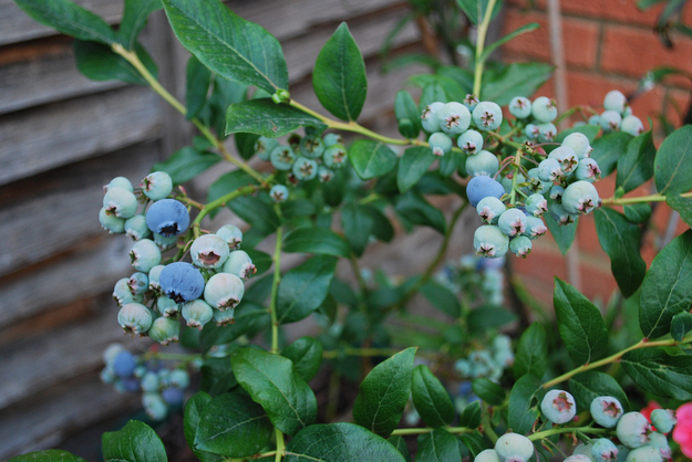 Blueberries grow on spindly little bushes.