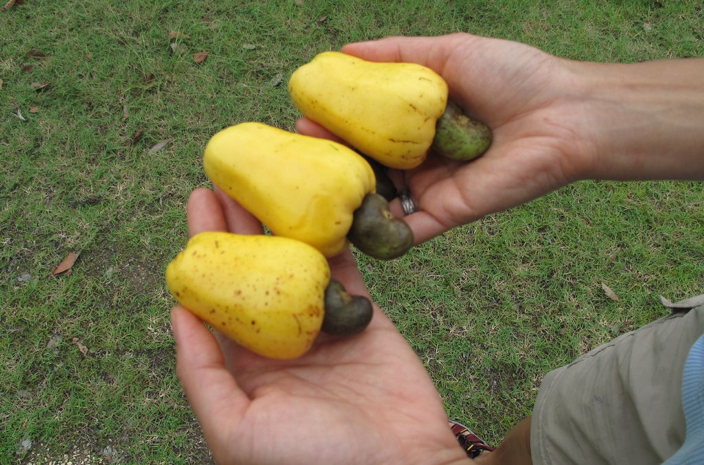 育っている風景を見たら必ず驚く28の果物と野菜