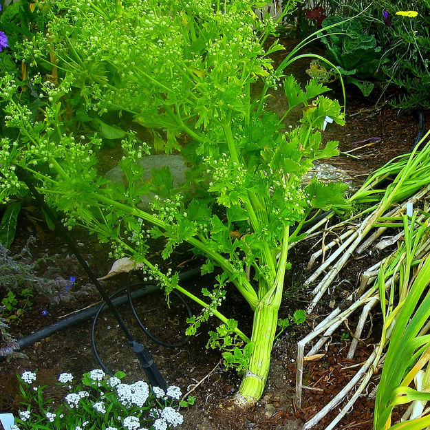 Celery is a big leafy flowery sprawly thing.