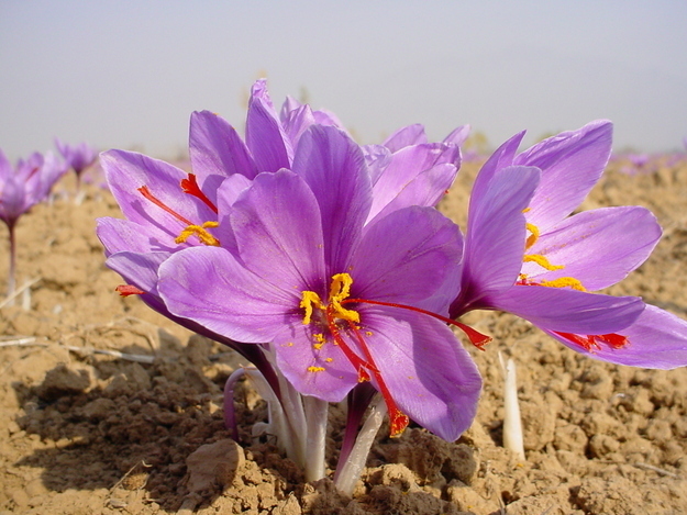 Saffron is the little orange stamen of a special kind of crocus flower.