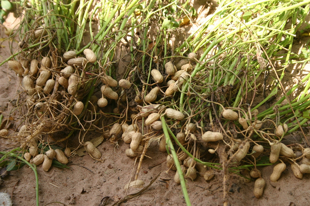 Peanuts grow as gross little dongles off the roots of the plant in the ground.