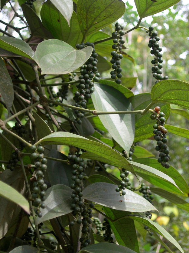 Black pepper is made from dried peppercorn fruits that grow on a vine.