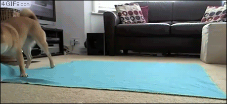 We all know that this dog if German, right? Has to be, that's some precise carpet rolling.