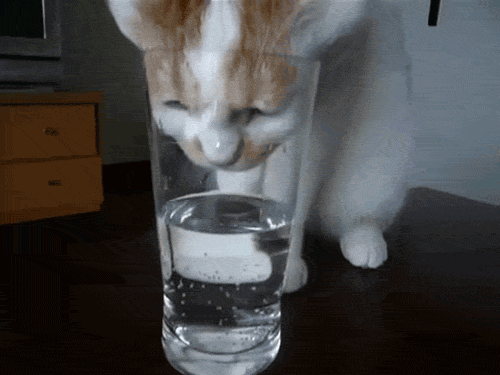 Have you ever felt a cat tongue? You don't want that in your water.