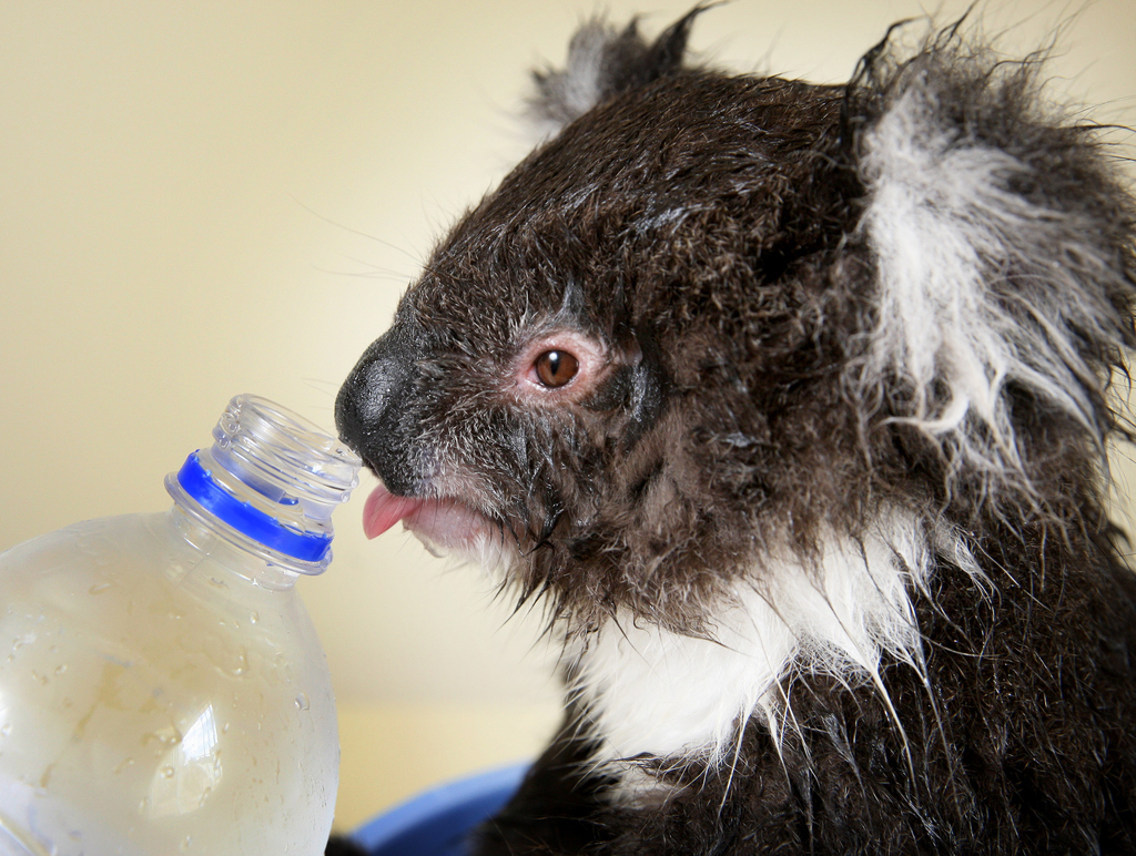 This Baby Koala Drinking A Bottle Of Water Is Ridiculously Cute