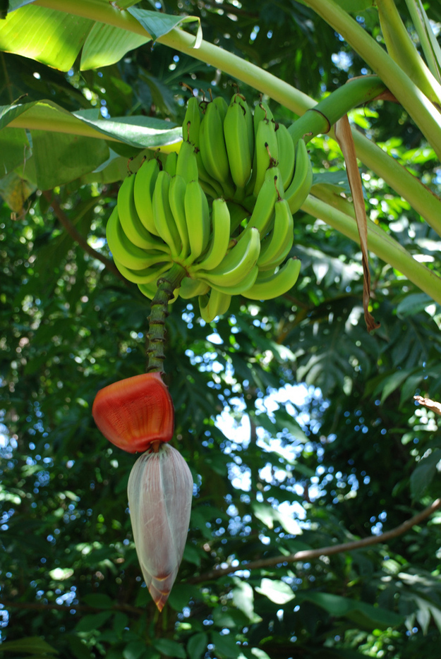 Bananas grow in clumps on tall plants (technically not trees) around a flower spike.