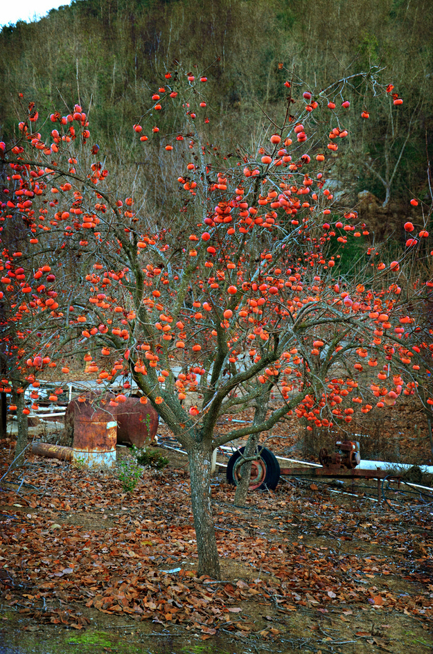 Persimmons grow on a big tree.