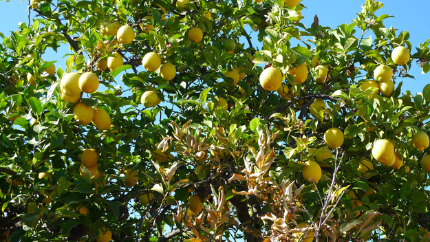 Lemons grow on trees like oranges (that was an easy one &mdash; everyone knows that, right?).