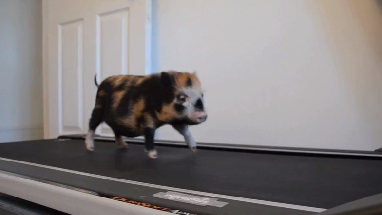 Watch This Micro Pig Succeed At Keeping Resolutions   Original 12868 1389199905 27 