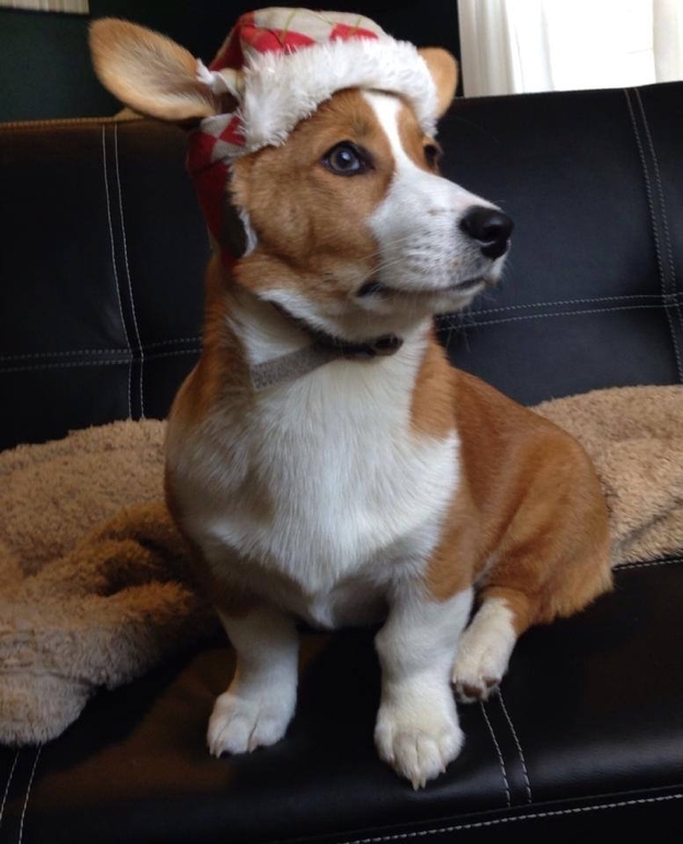 Neville is a friend of all animals, but the minute he put this hat on he felt an overwhelming desire to hunt for wascally wabbits. His short legs preclude him from being an effective hunter. Which is fine by him, he's a lover at heart.