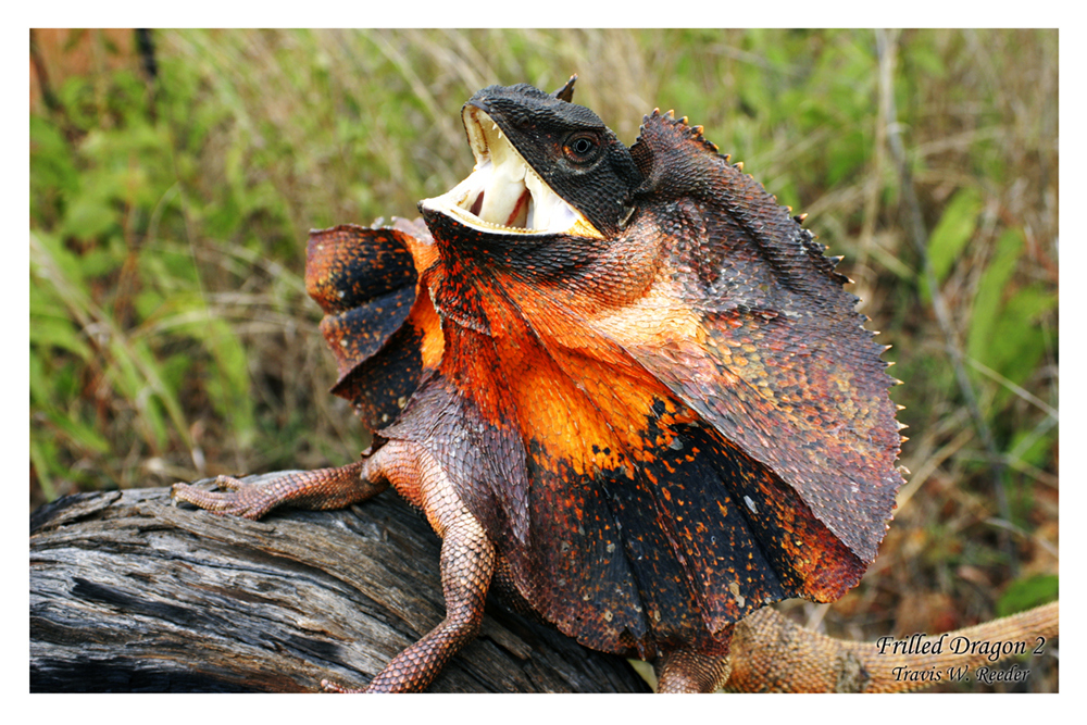 Found in Australia. These creatures will push the frills upward when scared. Go explore the wonderful country of Australia to see this lizard/dragon.
