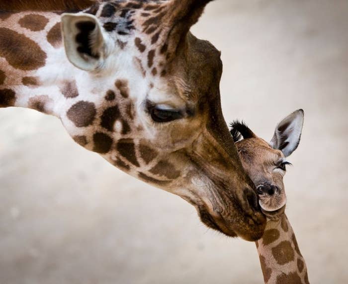 Katja is a female Rothschild Giraffe born in Kronberg, Germany on January 2 at the Opel Zoo. She's one of the rarest breeds of giraffe, and hopes to one-day emulate the other rare-breed of German woman with long legs and neck, Heidi Klum.