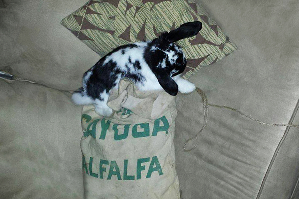 Sorry, human, the couch is taken. Photo by William Alex