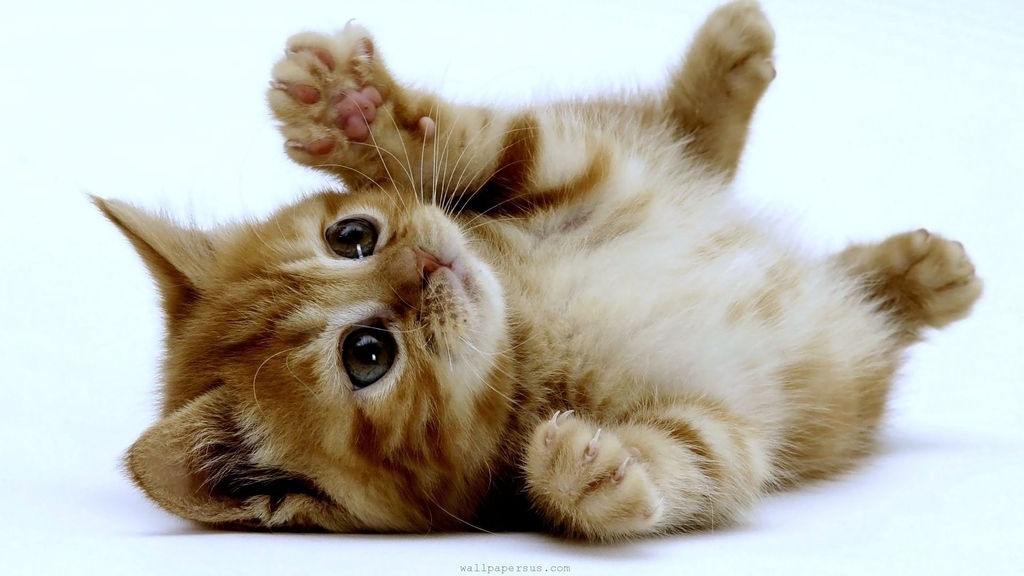 You imagine the office will have a playpen full of puppies and kittens that keep you company during your lunch break.