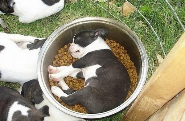Like this guy here. Sleeping and eating via kibble-osmosis? Genius.