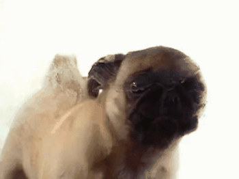 "An endless GIF of a pug puppy licking the screen? Guess I'm not signing up for healthcare today!"