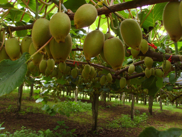 Kiwis grow on vines and are cultivated like grapes. Kiwi vines!