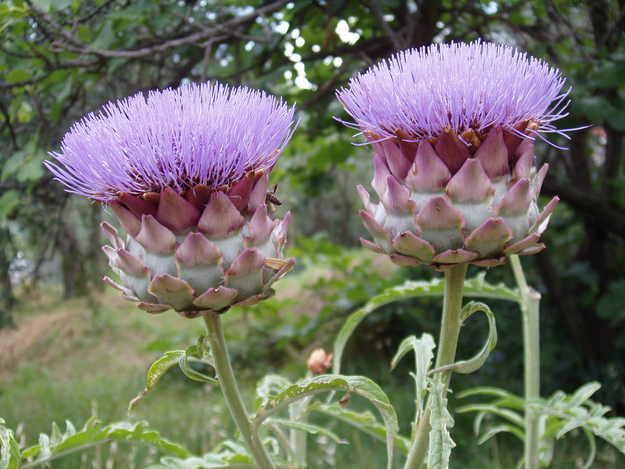 Artichokes are actually the stiff outer petals around a flower. A flower! Who knew?!