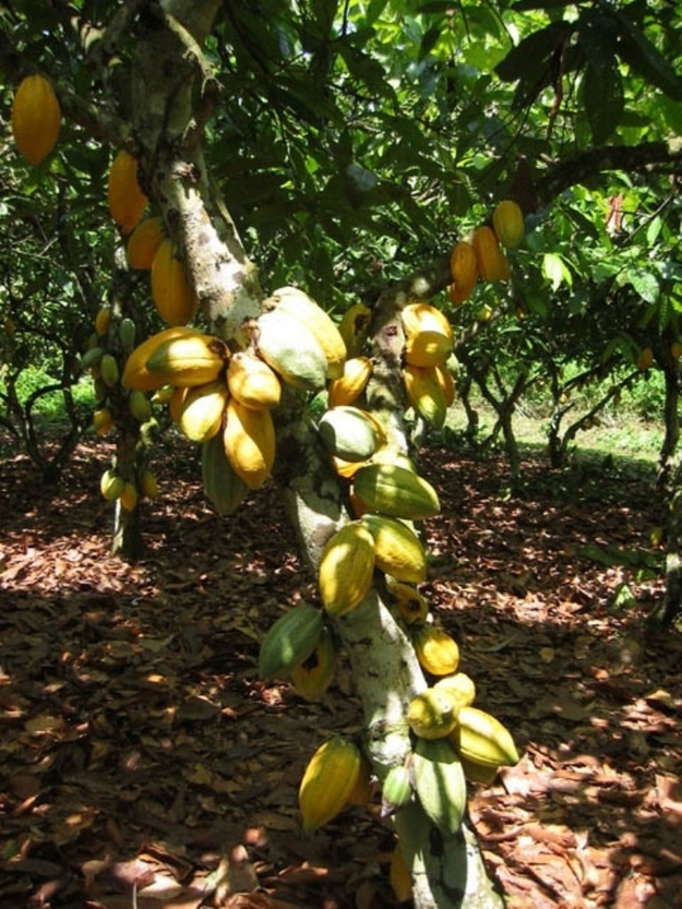 Cocoa beans for chocolate grow inside bright pods on a tree.