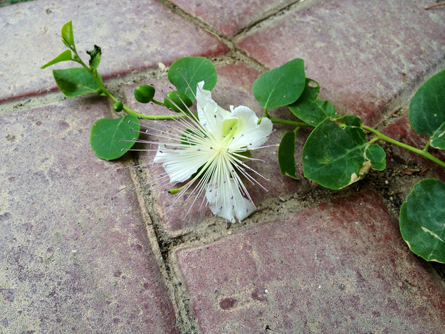 Capers are the unopened bud of a pretty flower (note the little green balls).