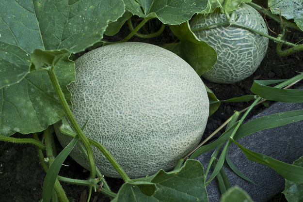 Cantaloupes grow on the ground like a pumpkin (did you think they grew in trees? I sort of did. I think if I thought hard I&#39;d know they grew on the ground, but my gut said "trees." Oh well).