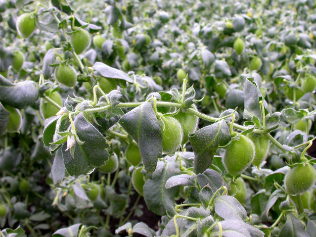 Chickpeas come in little grean pods (like a pea, doye) in a low little plant.