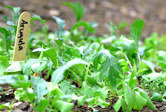 And arugula is just a bunch of janky leaves growing out of the dirt. AND NOW YOU KNOW.