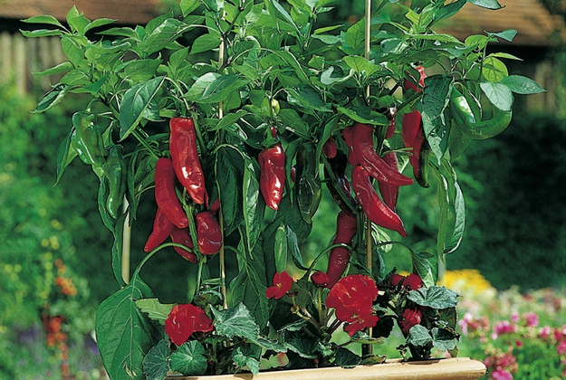 Paprika (the spice) comes from ground-up dried red peppers that are technically the same species of plant as regular bell peppers.
