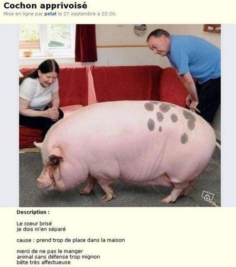 Les cochons aussi ont le droit à l'amour.