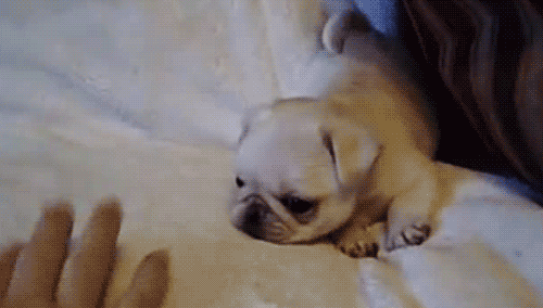 A good goof is trained from day one.